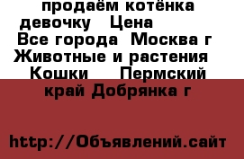 продаём котёнка девочку › Цена ­ 6 500 - Все города, Москва г. Животные и растения » Кошки   . Пермский край,Добрянка г.